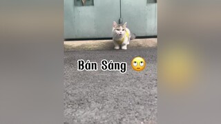 Sáng ơiiiii !!! mèo tranvansang cat