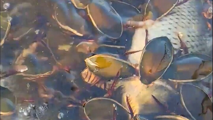 This is how it's raised—does anyone still dare to eat it?