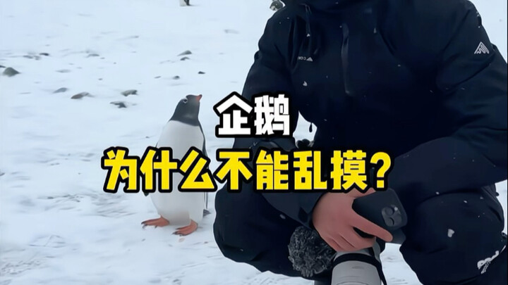 Why can’t you touch Antarctic penguins? #Penguins #Antarctica