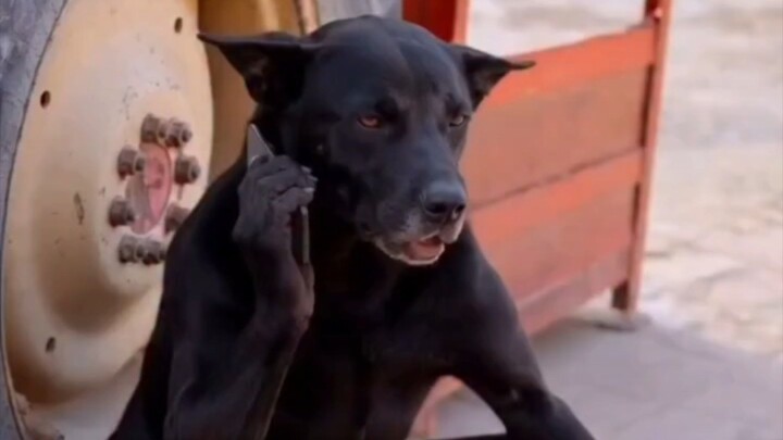 May katawagan si doggie