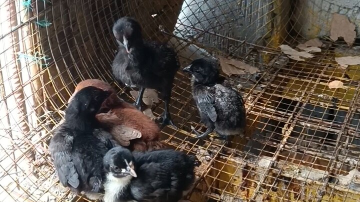 black macrei x gilmore hatch