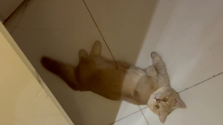 About how kittens lie flat on a board