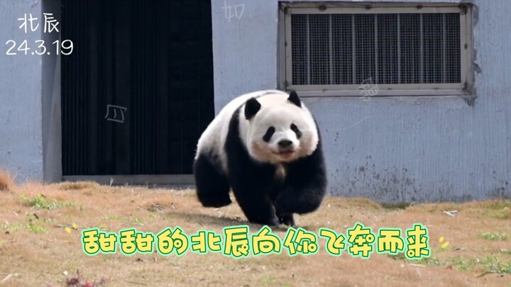 Bắc Thần ngọt ngào đang lao về phía bạn, hãy chuẩn bị đón nhận!