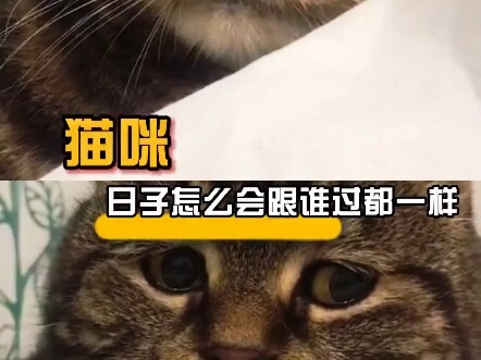 Cat: How can life ever be the same no matter who you’re with! #CutePetDebutPlan #Cats #Entertainment