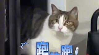 Cats' reactions when strangers come to the house