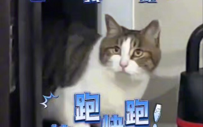 Cats' reactions when strangers come to the house