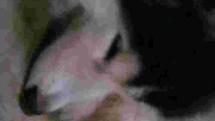 หลับแบบเรียบร้อย