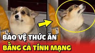Cười xỉu với chú chó Corgi sống chết BẢO VỆ ĐỒ ĂN 😂 | Yêu Lu