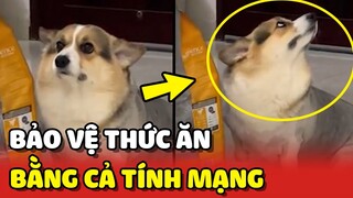 Cười xỉu với chú chó Corgi sống chết BẢO VỆ ĐỒ ĂN 😂 | Yêu Lu