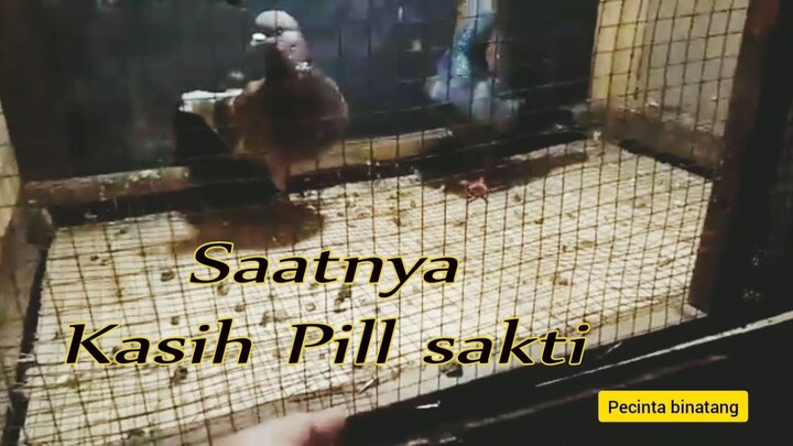 PIL Ini berkhasiat bagi Merpati | PECINTA BINTANG