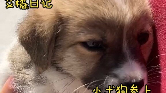 Nhặt được một chú chó