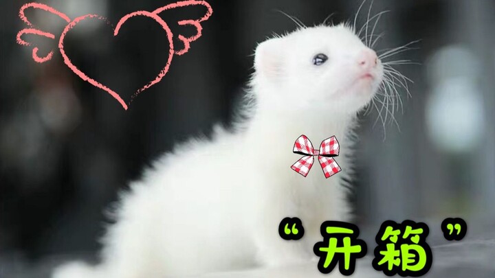 [Angora Rex] Unboxing!! The "second-hand pet" I bought on a whim turned out to look like this—absolu