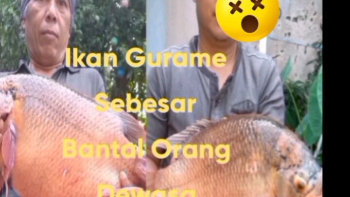 Ikan Gurame Sebesar Bantal Hotel