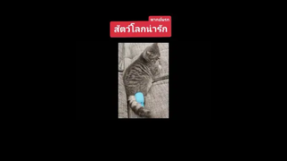 คณะตลกแมว