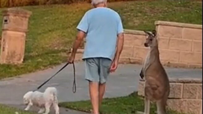 Người Úc thường xuyên gặp kangaroo trong cuộc sống hằng ngày