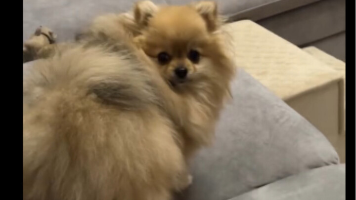 Today, my dog is lazier than ever. Is this even okay?