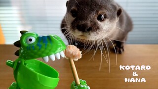 おやつが消えるイタズラに文句を言いまくるカワウソ　Pranking the Otters with a Lollipop Dinosaur Robot