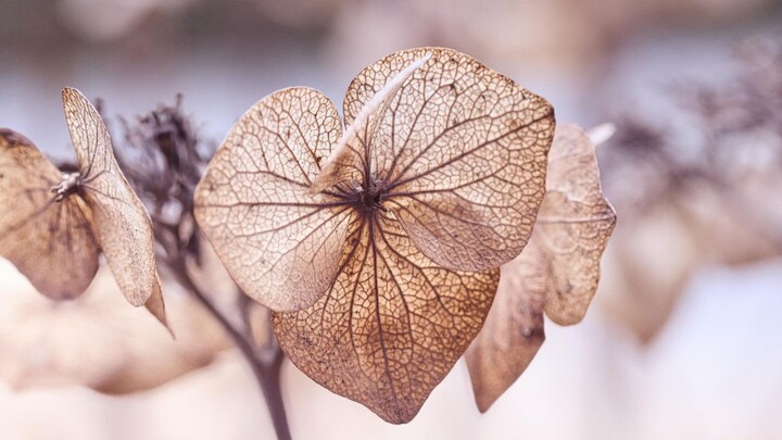 ชายยากจนปลุกทักษะกระพริบตาได้เงิน –ep1