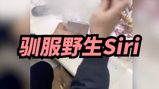 【Xige】من سيصاب بالجنون أولاً، أنا أم سيري؟