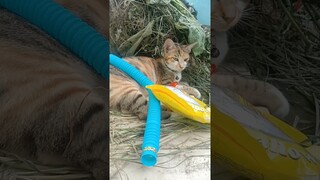 mainan berantakan #shorts #kucinglucu #komedikucing #comedy #funny