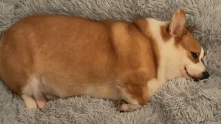 When you have a corgi, you have...