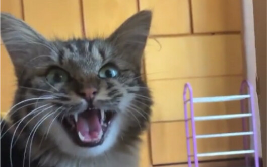 Kucing liar di depan pintu telah melahirkan
