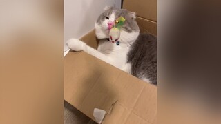🐱🐭 mèo cat ThanThaiSieuSao xuhuong foryou