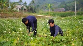 Hái Hoa Bí Và Bắt Cá Phi Lê Nấu Lẩu Ăn Tạm Biệt Đông Bắc