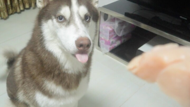 Husky: When it comes to eating, even a Border Collie isn’t as clever as I am!