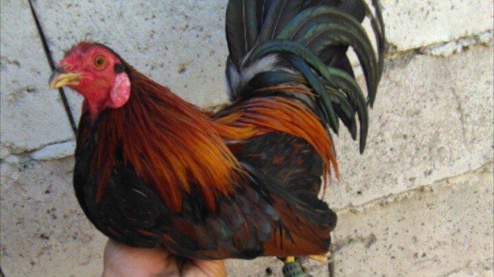 1win kahit Gabe micro buyugin