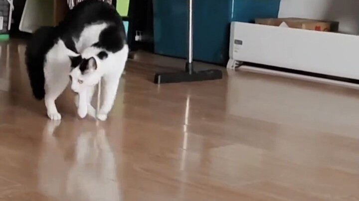 The way the calico cat runs totally matches my stereotype of it!!! I was seriously tickled!!! #Enter