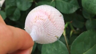 The whole process of growing cut flowers in pots Zhu Baiwan gave to his girlfriend