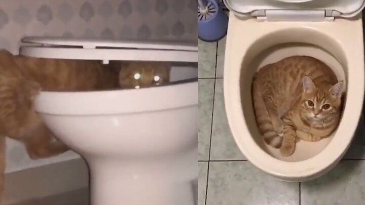 Rekaman langka kucing-kucing masa awal yang mencari sumber air