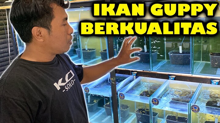 FARM IKAN GUPPY BERKUALITAS ! FIRIS GUPPY FARM! IKAN GUPPY KOK HARGANYA MAHAL SIH ?!?!