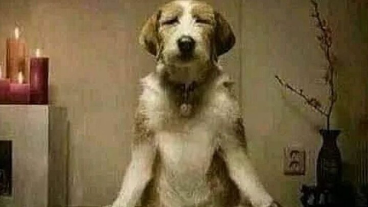 kucing mu type apw? :›