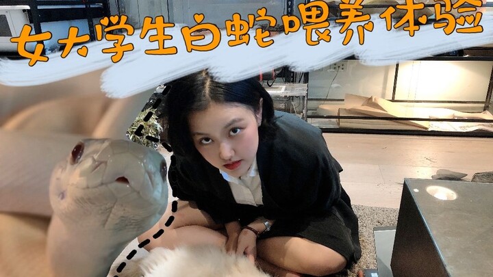 【Rắn cảnh | Lịch cho ăn hàng ngày】Trải nghiệm nuôi rắn trắng của nữ sinh đại học, rắn trăn ôliu bạch