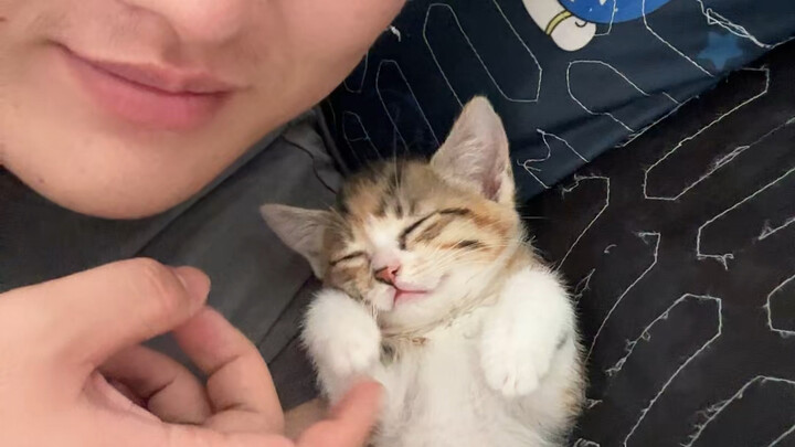 Chú mèo biết cười