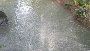 ang dami nag tilapia