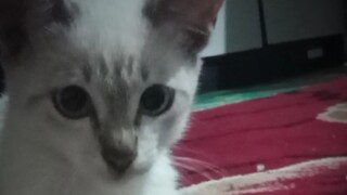 Sini merapat yang punya kucing