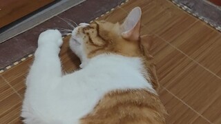 แมวของฉันเหมือน