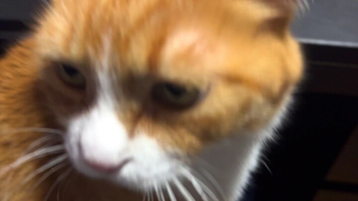 Tiểu Mi: Cố gắng trở thành một thợ kỳ cọ xuất sắc