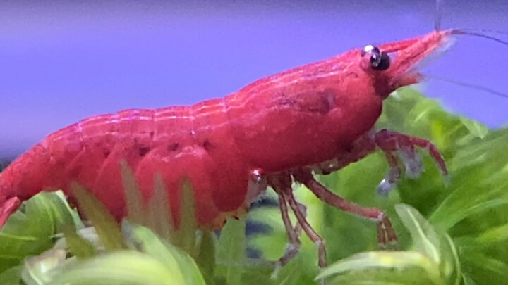 [Animals]Recording the process of a shrimp giving birth to a baby