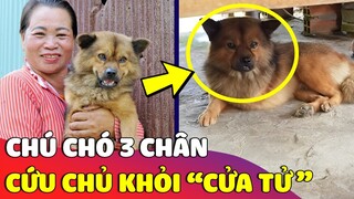 Cưu mang 'BÉ CÚN 3 CHÂN' bị bỏ rơi, 2 năm sau chú chó 'CỨU CHỦ' thoát khỏi cửa tử 🥰 Gâu Đần