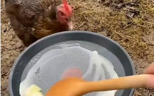 Vegetarian