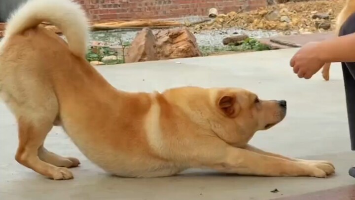 Grandpa's Big Yellow Dog