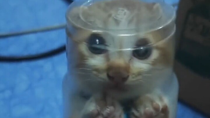 Kimi botol Rp9,9 per botol