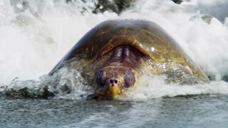 [Tập 6 - Thuyết Minh] Đại dương sâu thẳm 2 - Blue Planet 2 E06