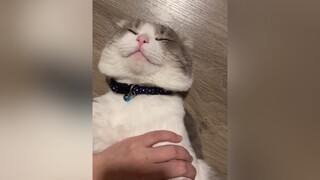 Kệ em nhé anh ngủ rồi trời sập anh cũng hong dậy đâu, đồ ăn thì được cat meo catsoftiktok  fypシ