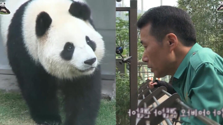 如果我们不曾相遇：姜奶爸和他世界上最漂亮的女儿 —大熊猫华妮