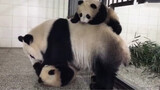Panda Raksasa|Panda Menjaga Bayi